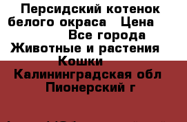 Персидский котенок белого окраса › Цена ­ 35 000 - Все города Животные и растения » Кошки   . Калининградская обл.,Пионерский г.